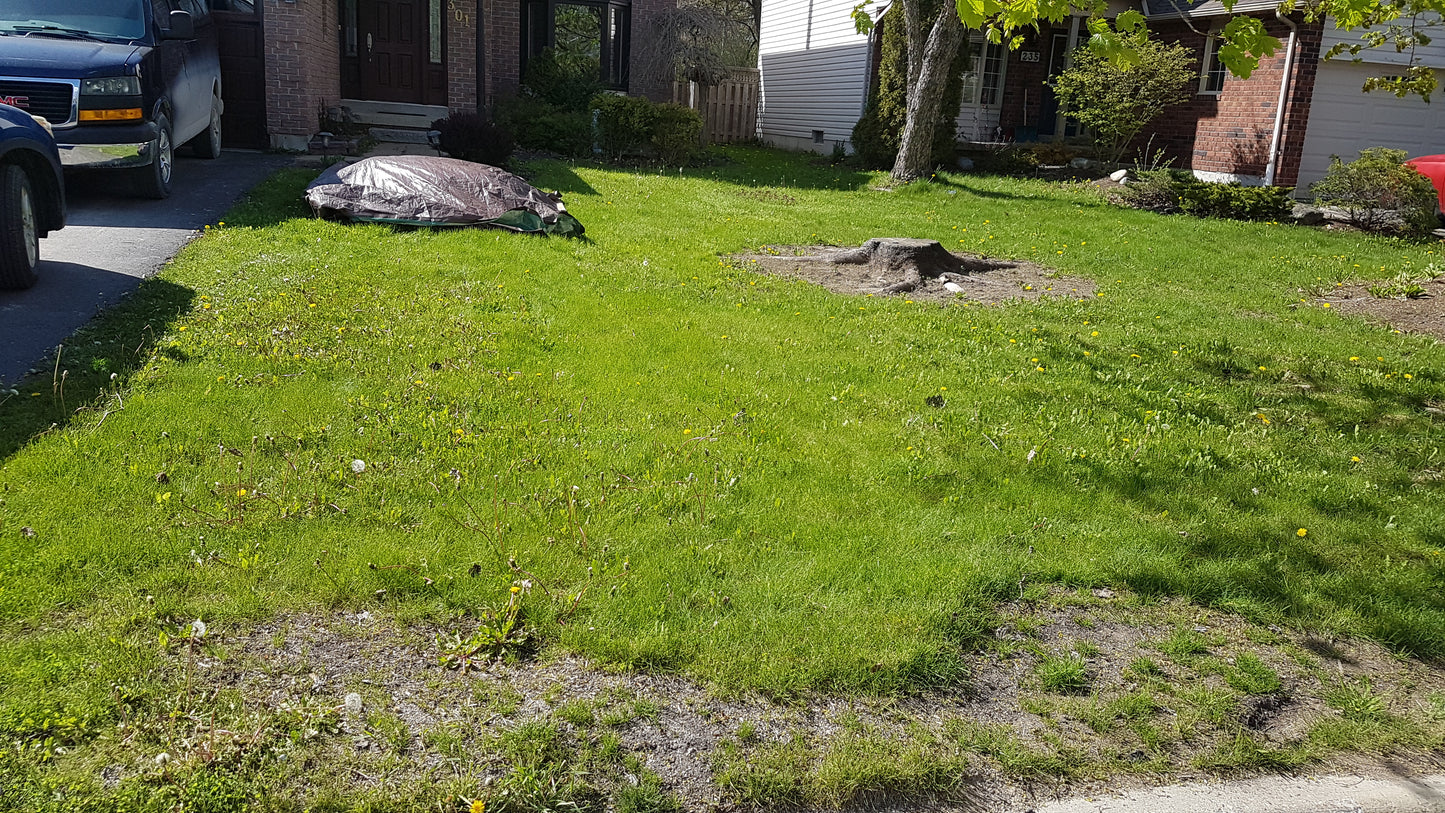 Front Lawn Before Using the Ecolawn Aerator