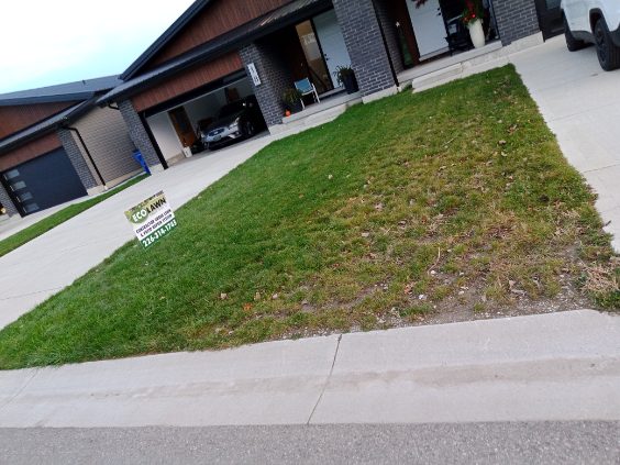 Left Side Lawn After 2 Weeks Following Using the Ecolawn Aerator