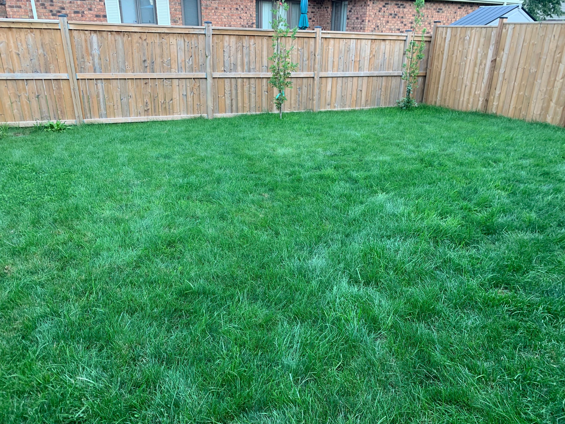 Back Lawn After Using the Ecolawn Aerator