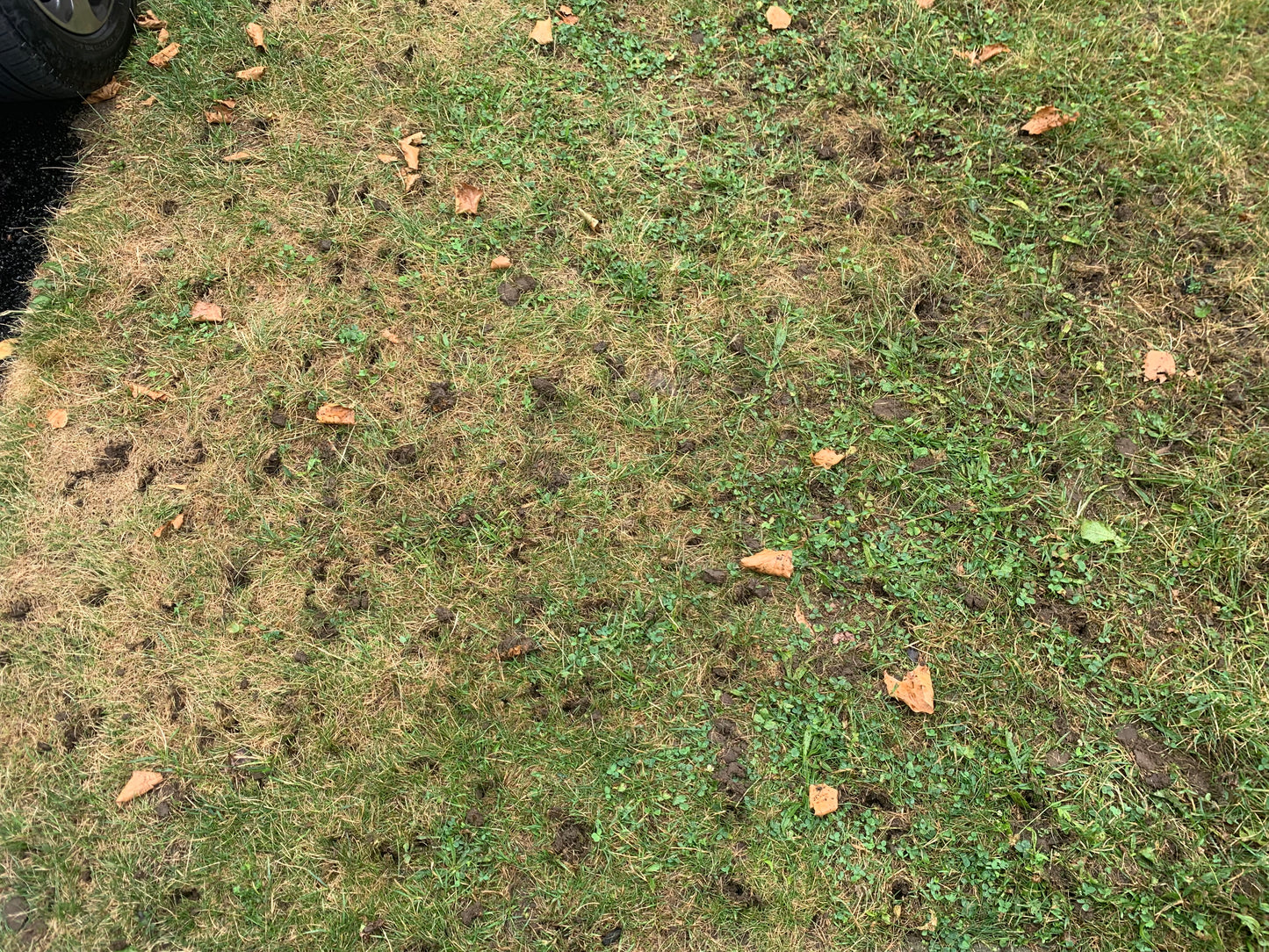 EcoLawn Aerator Inc. Push Core Lawn Aerator for All Lawn Types